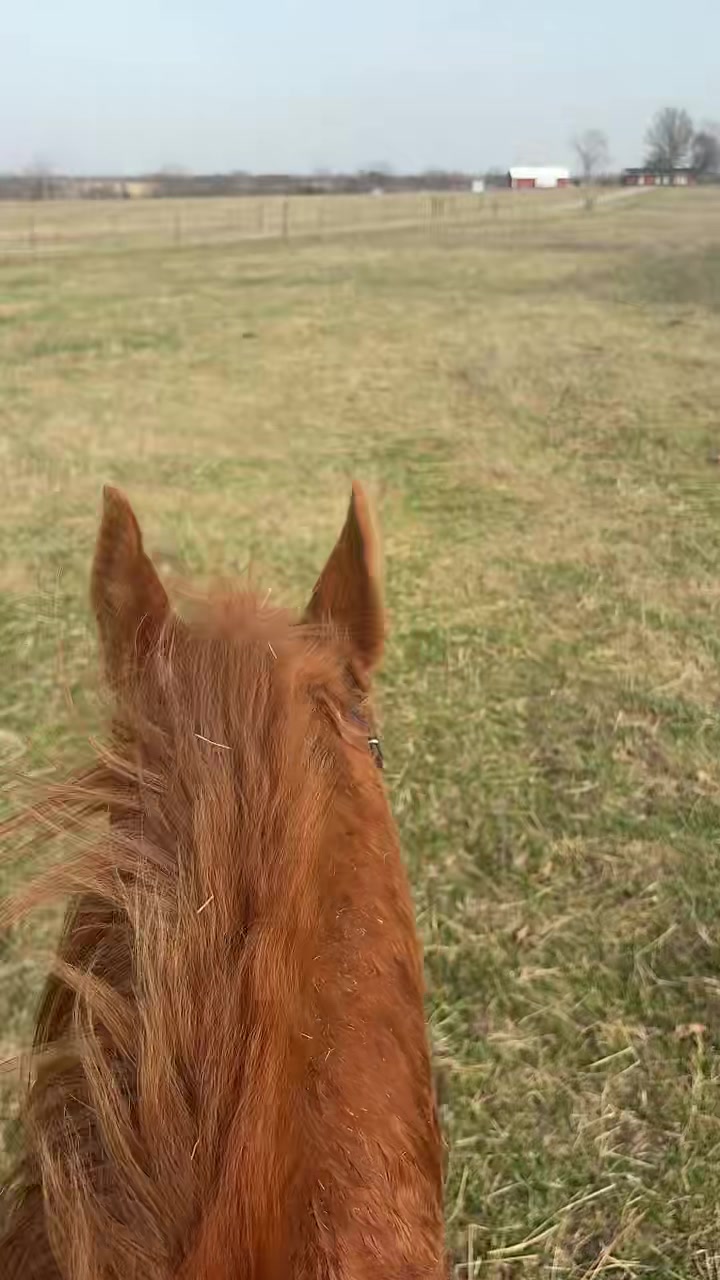 @That one horse girl