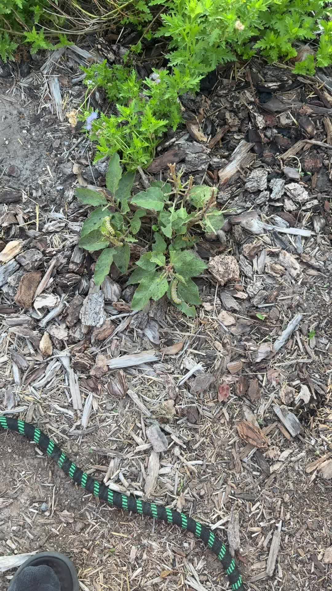@themagicvalleygardener