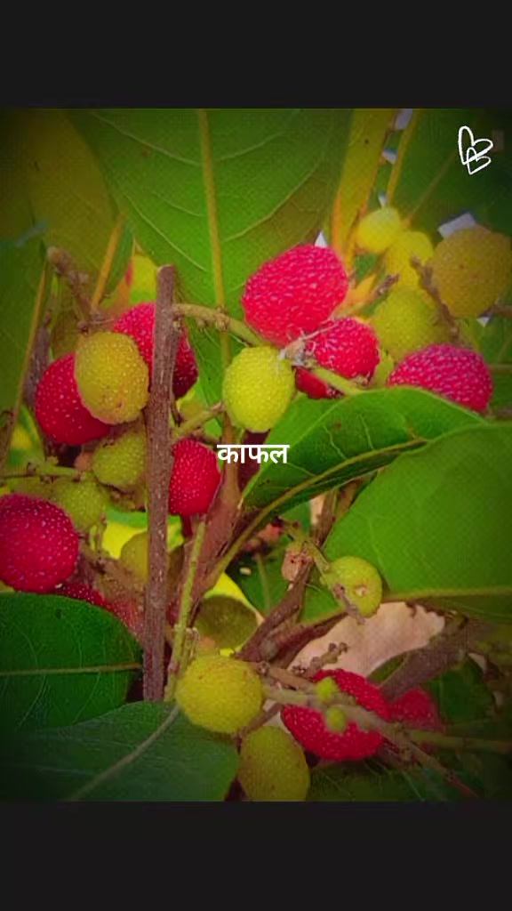@꧂🇻 🇦 🇷 🇦 🇹 ꧁