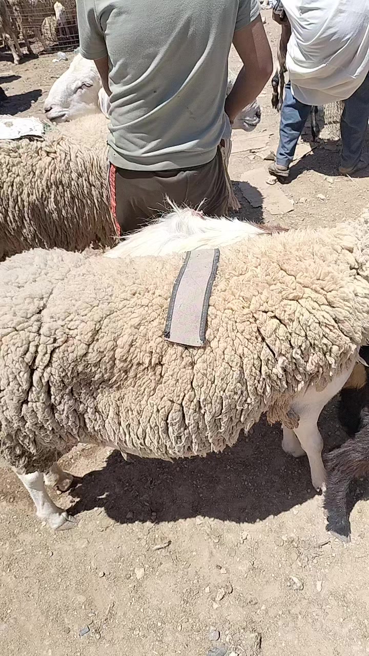 @ساعد جلفاوي