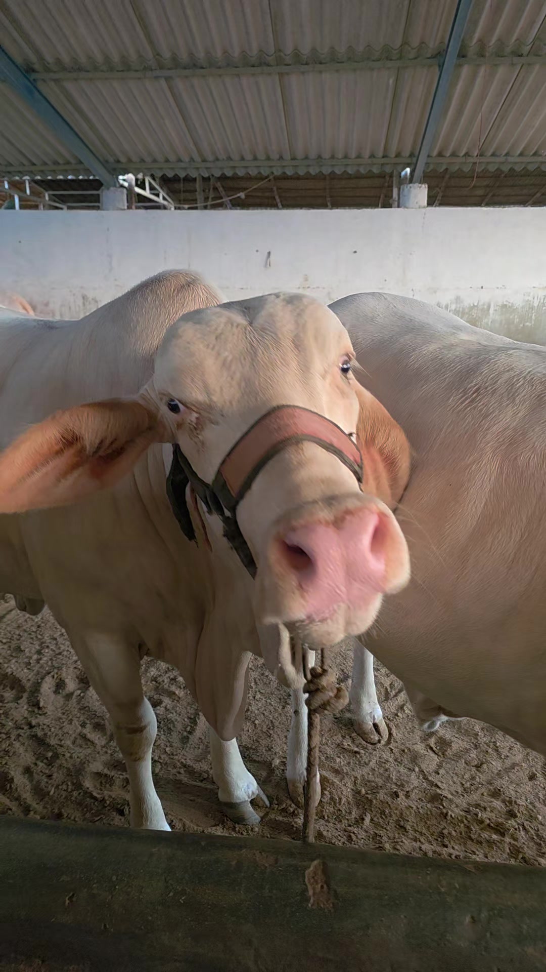 @MI Cattle Farm