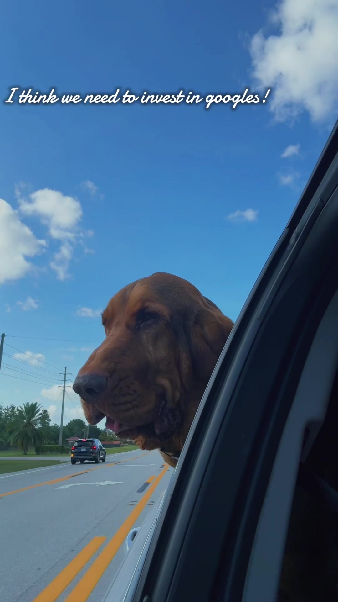 @earl_the_drooling_dog