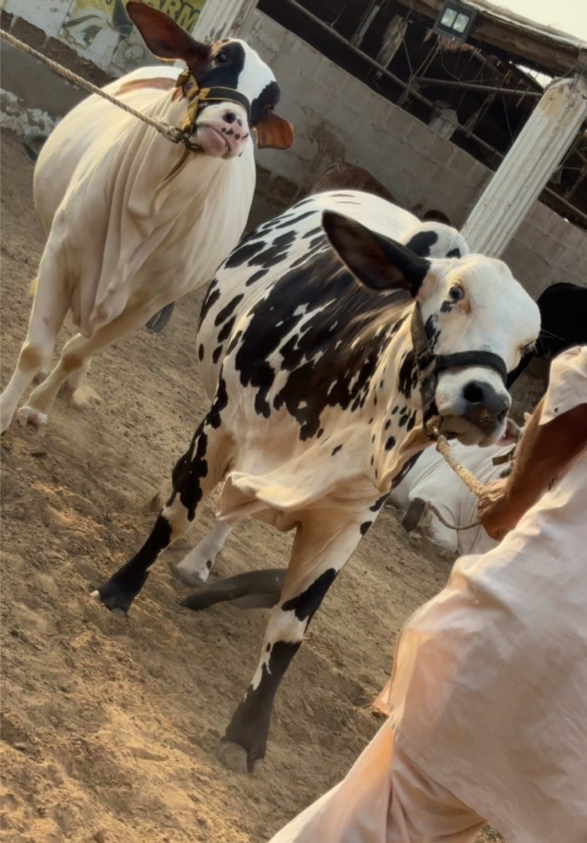 @Karachi Bull lovers