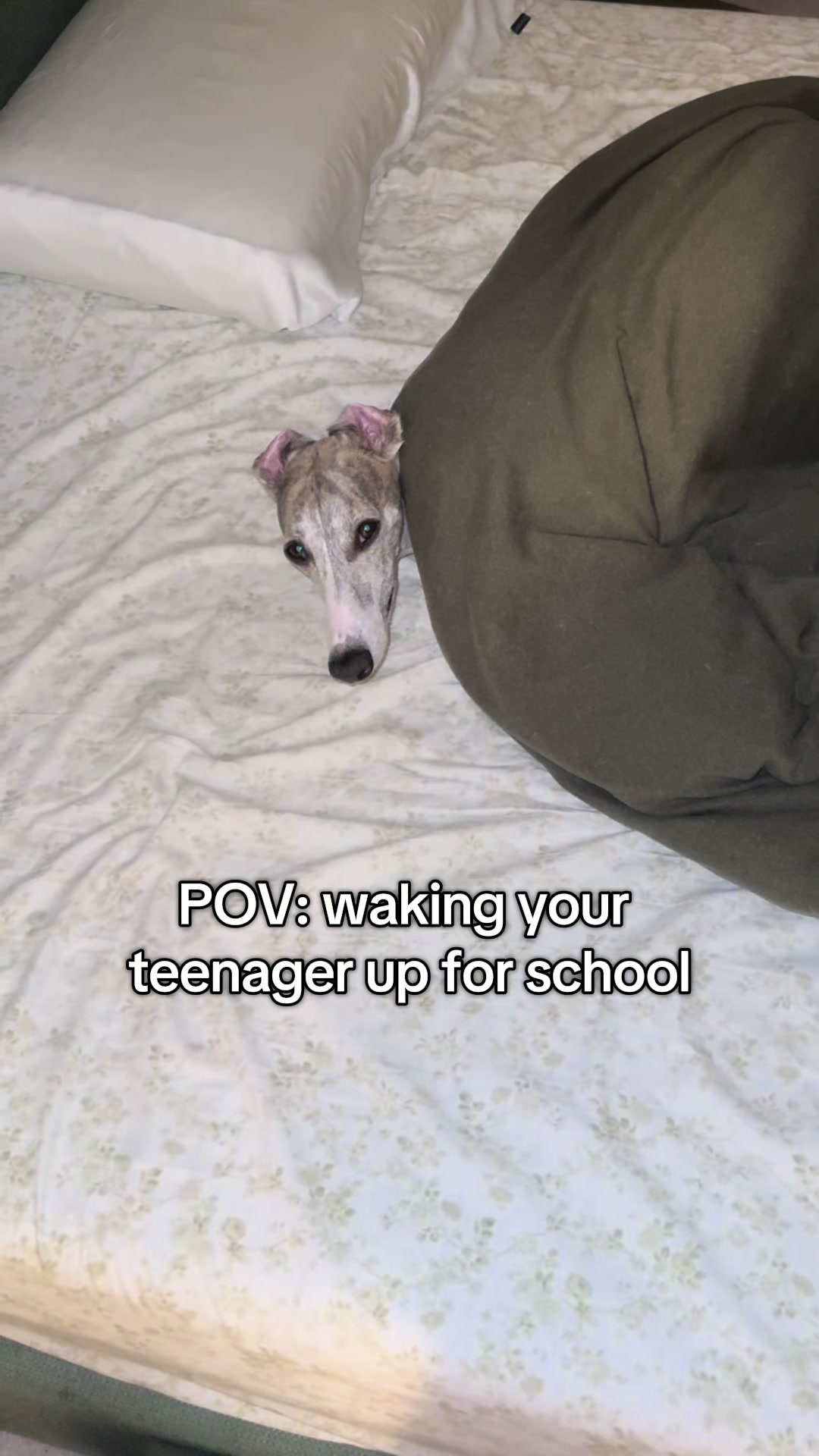 @Kayce Dog🤪🩷