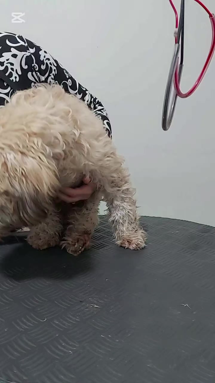 @VETERINARIA VET CENTER 💜