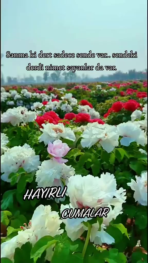 @🤘🇹🇷 EYUPCAN🤘Adanalı🤘🇹🇷