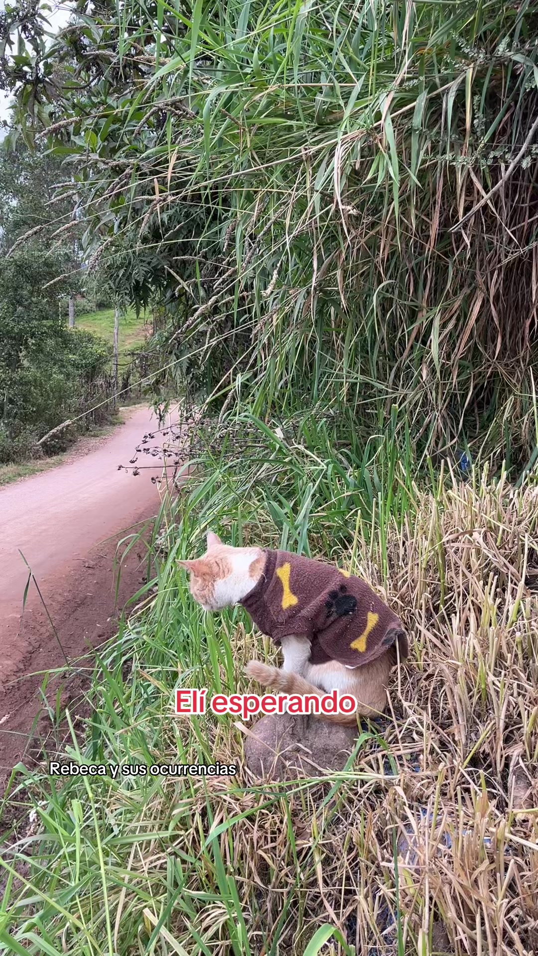 @🐈Rebeca y sus ocurrencias