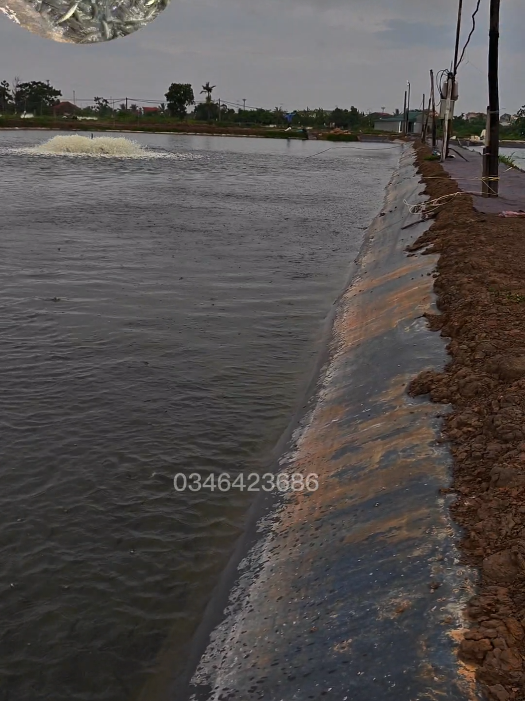 @Con Ghẻ Của TikTok 3