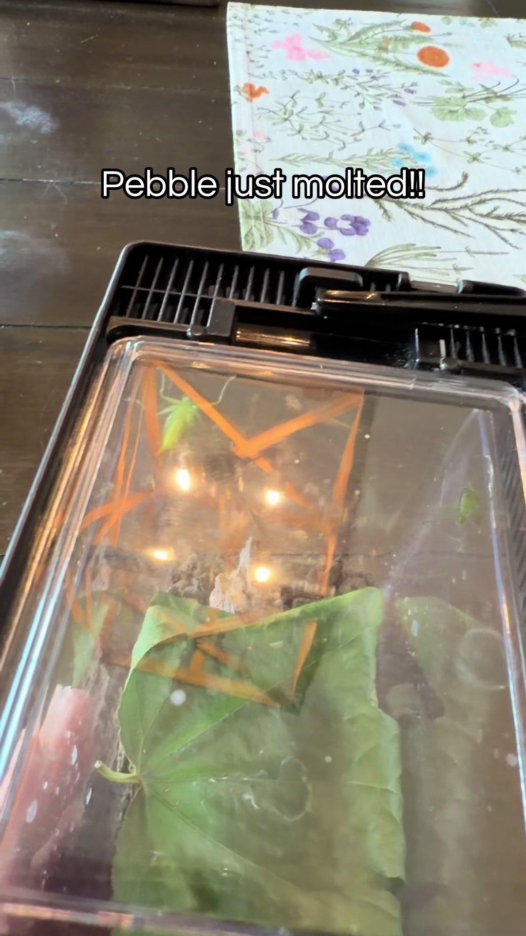 @🪲🐛Rain’s Exotic Pets🦗🐞