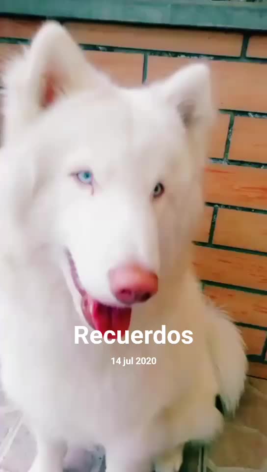 @💓🐶OTTO POLAR 🐶💓