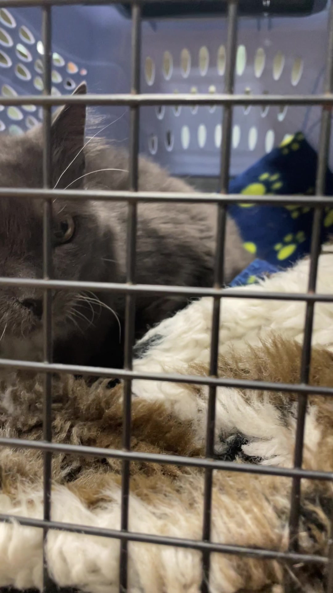 @Are We Home Yet? Cat Sanctuary