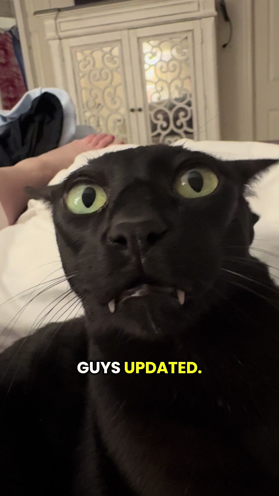 @hobbikats