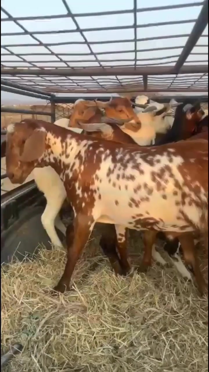 @محمد