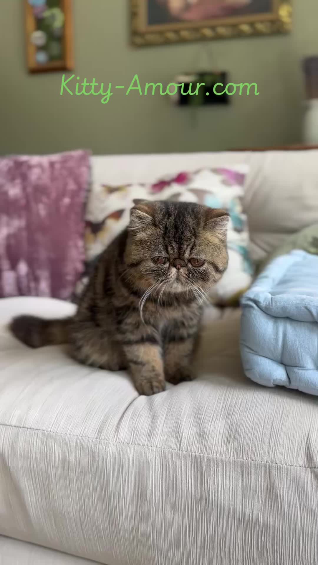 @KittyAmourCattery