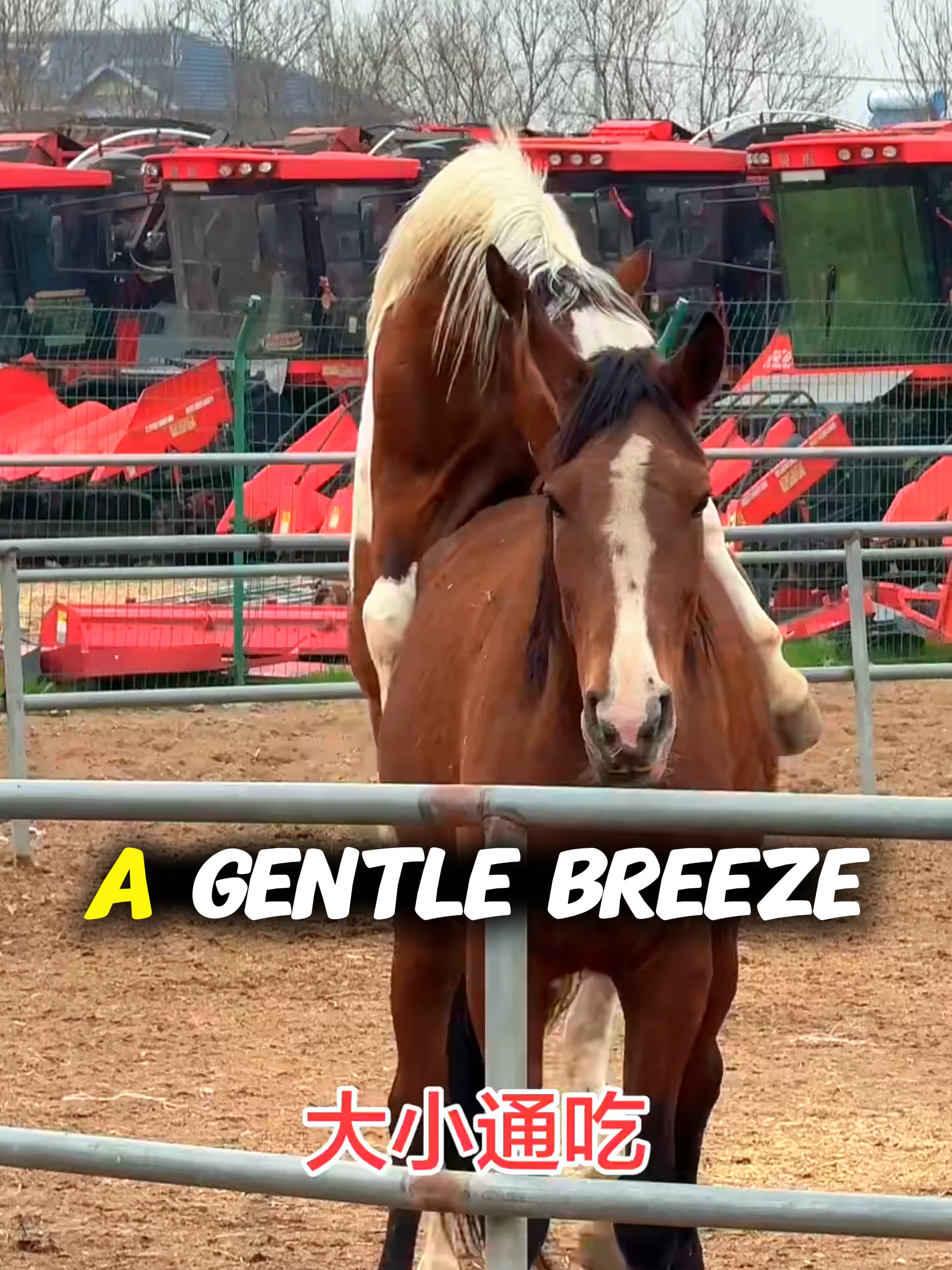@horselife015