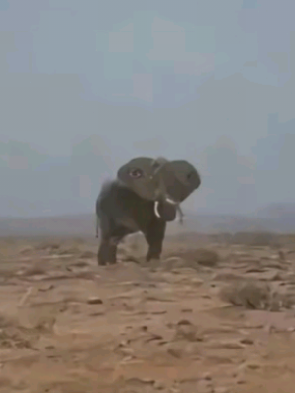 @DAT