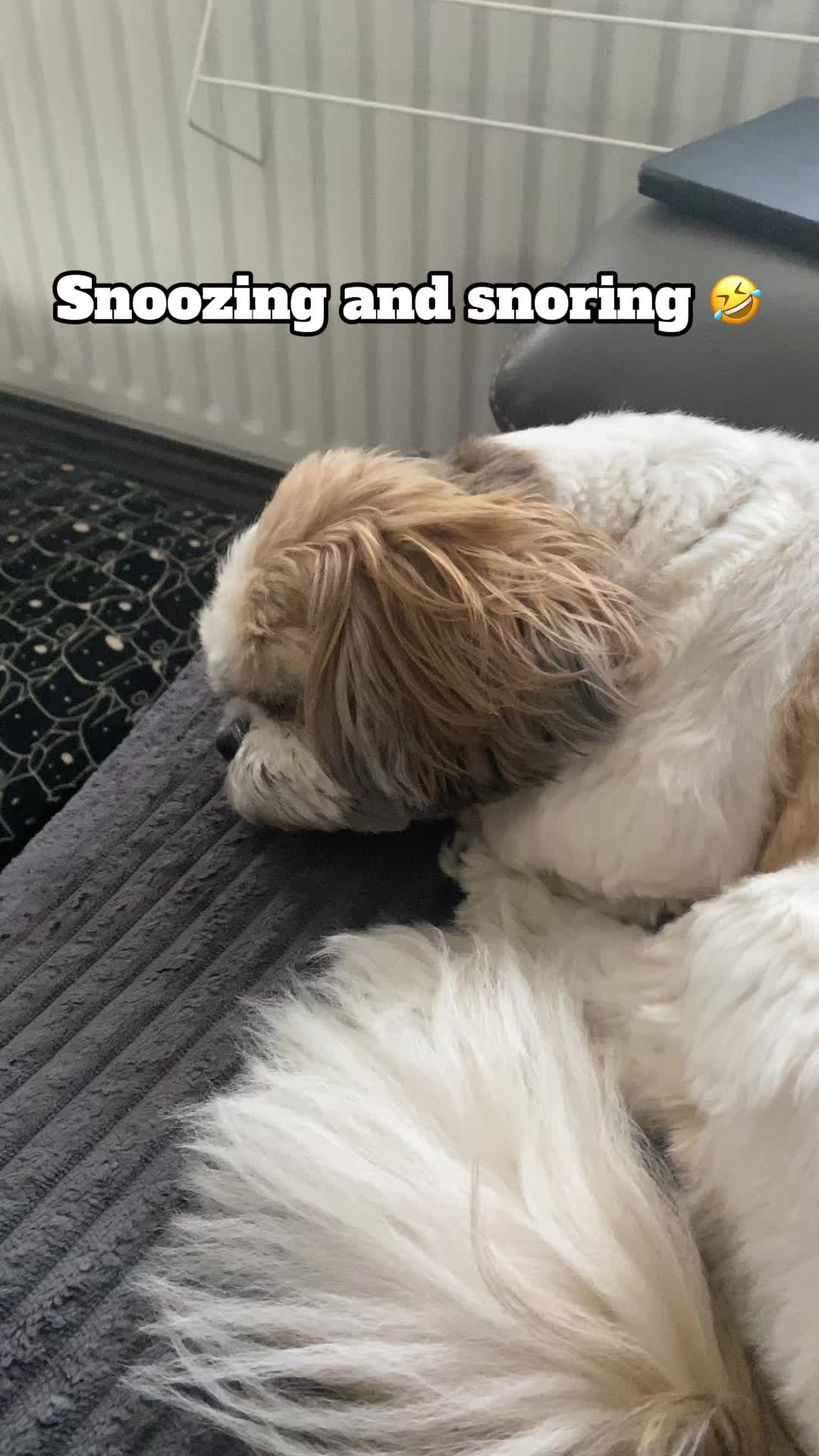 @Dotty and Daisy Shihtzu