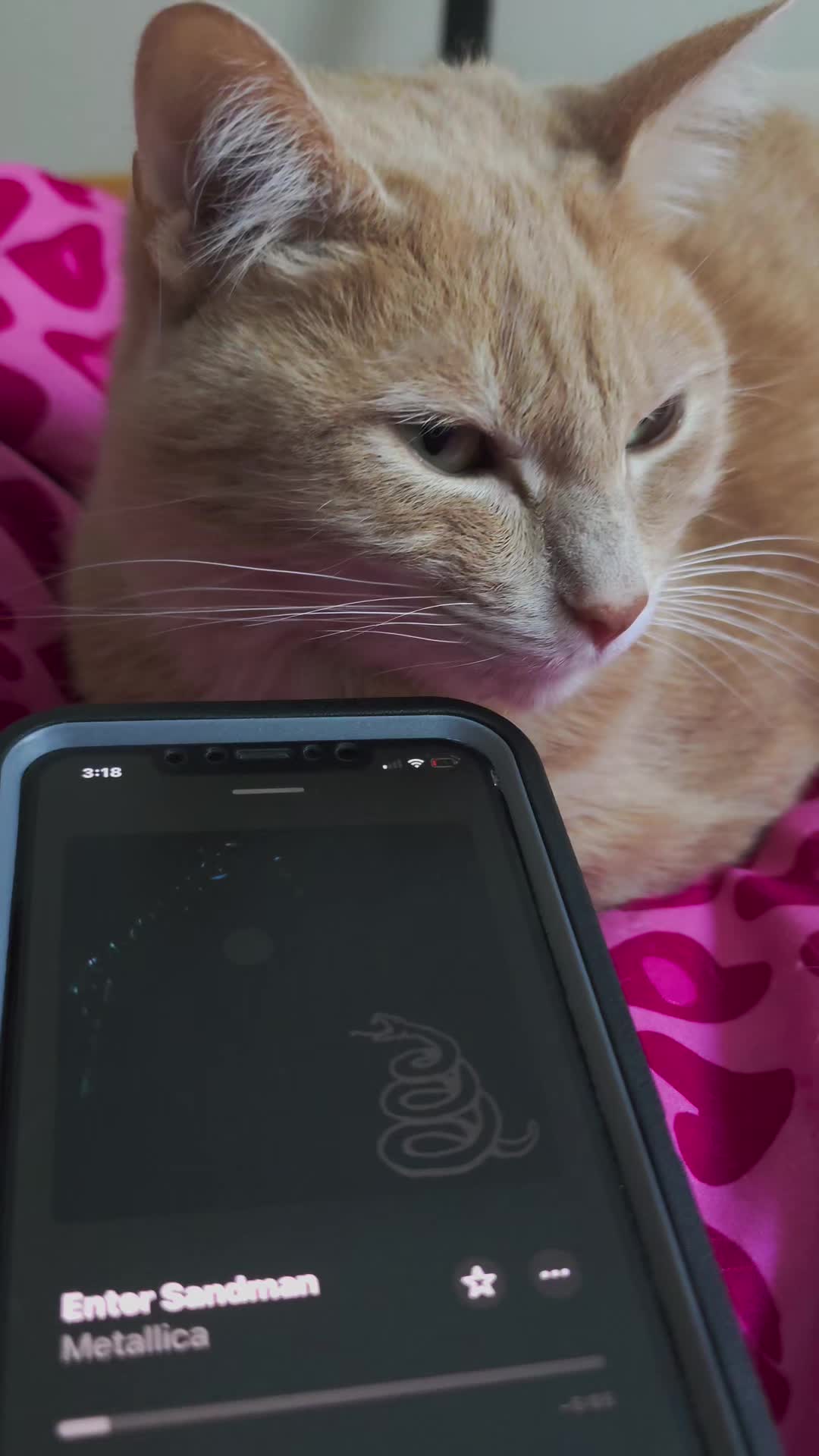 @Theorangecat🐈