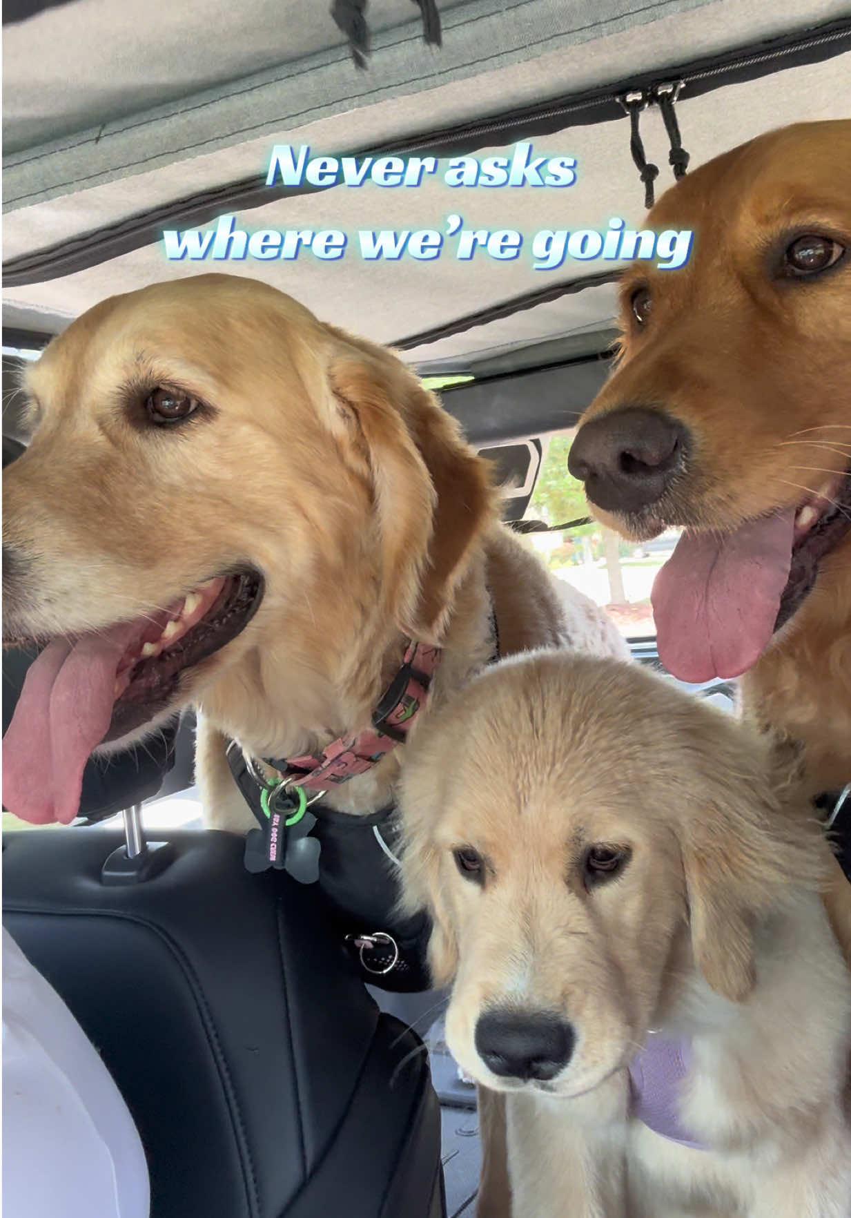 @Luna, Nova & Bella💜🩷💜