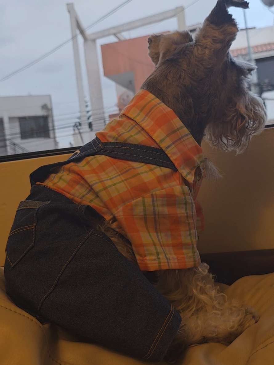 @Forest🐶.schnauzer