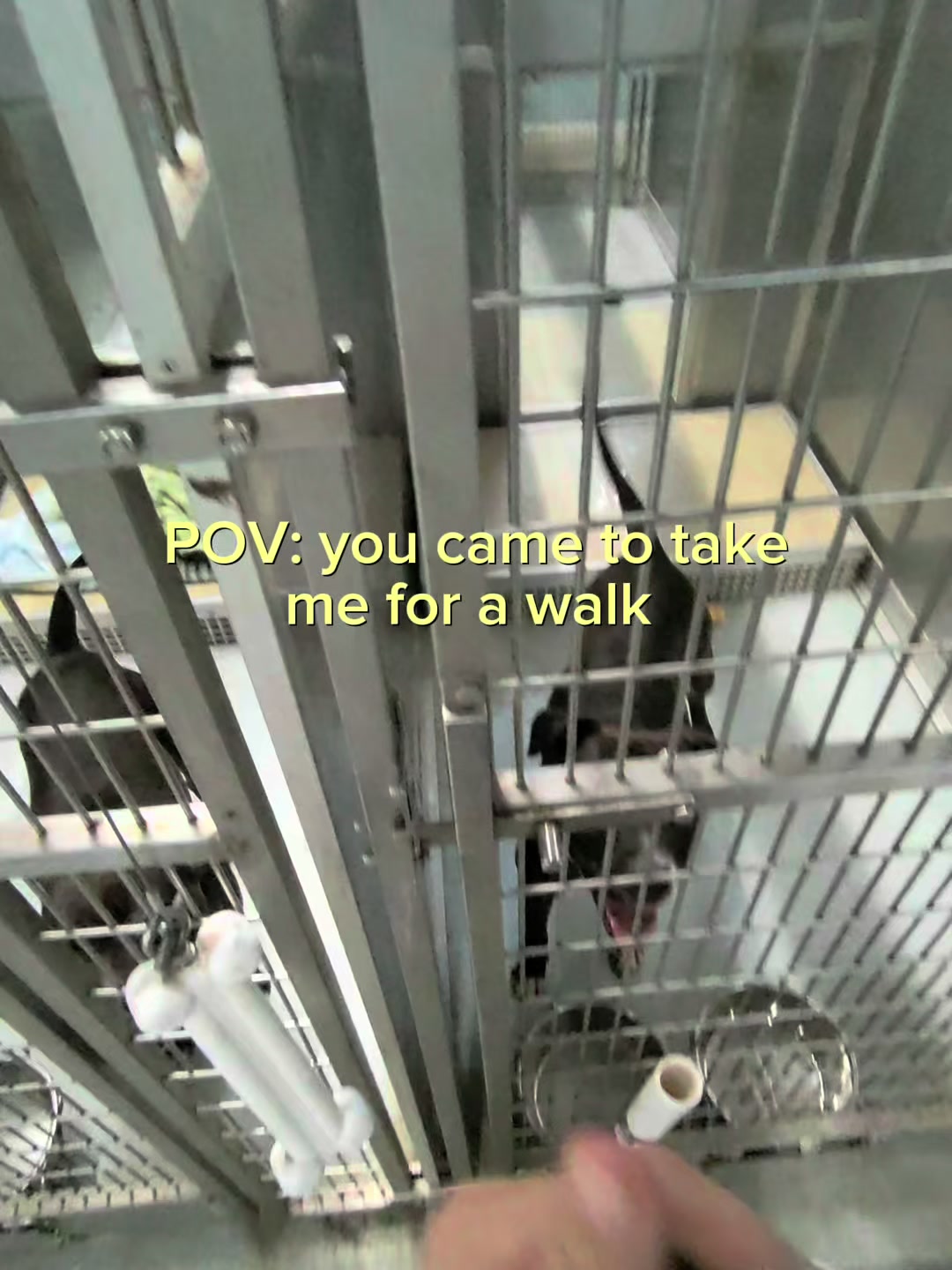 @straysofkays