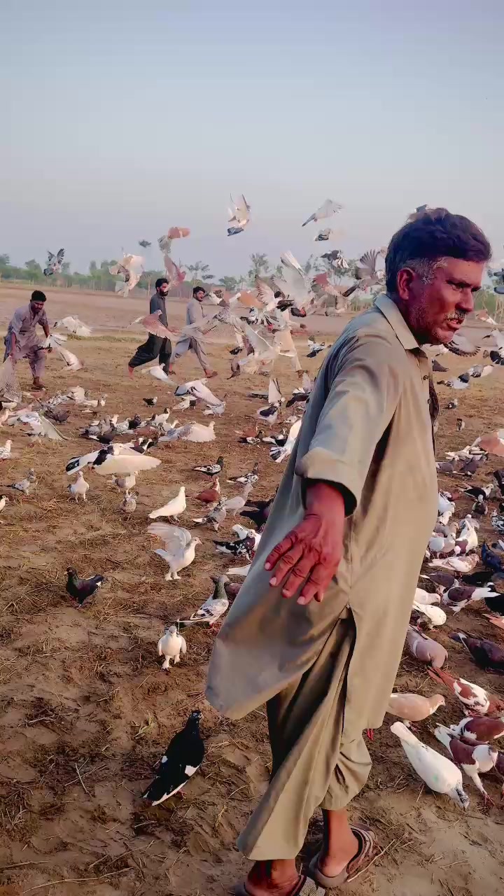 @عدیل رحمن لیہ وال کبوتر باز