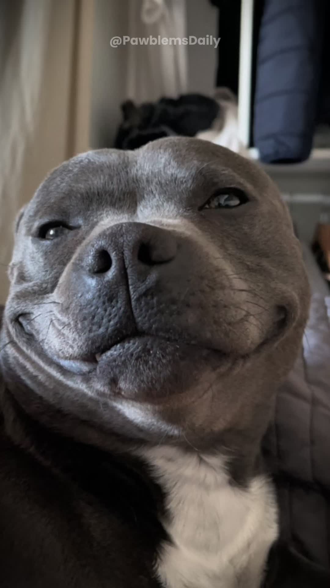 @PawblemsDaily