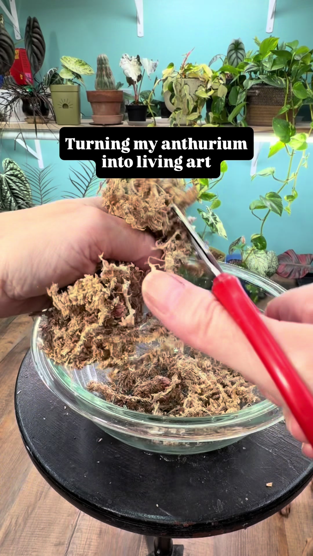 @Pothosiblyaboutplants