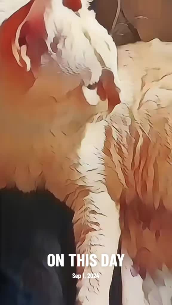 @SINISTERFANG