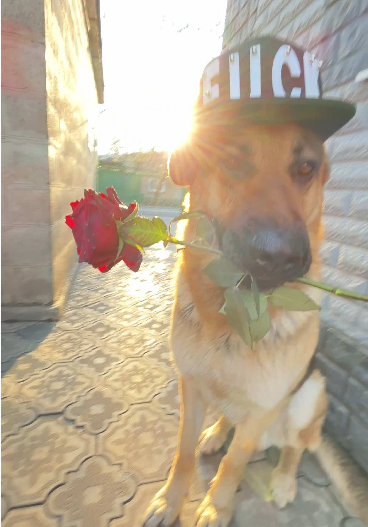 @I am Rocky.