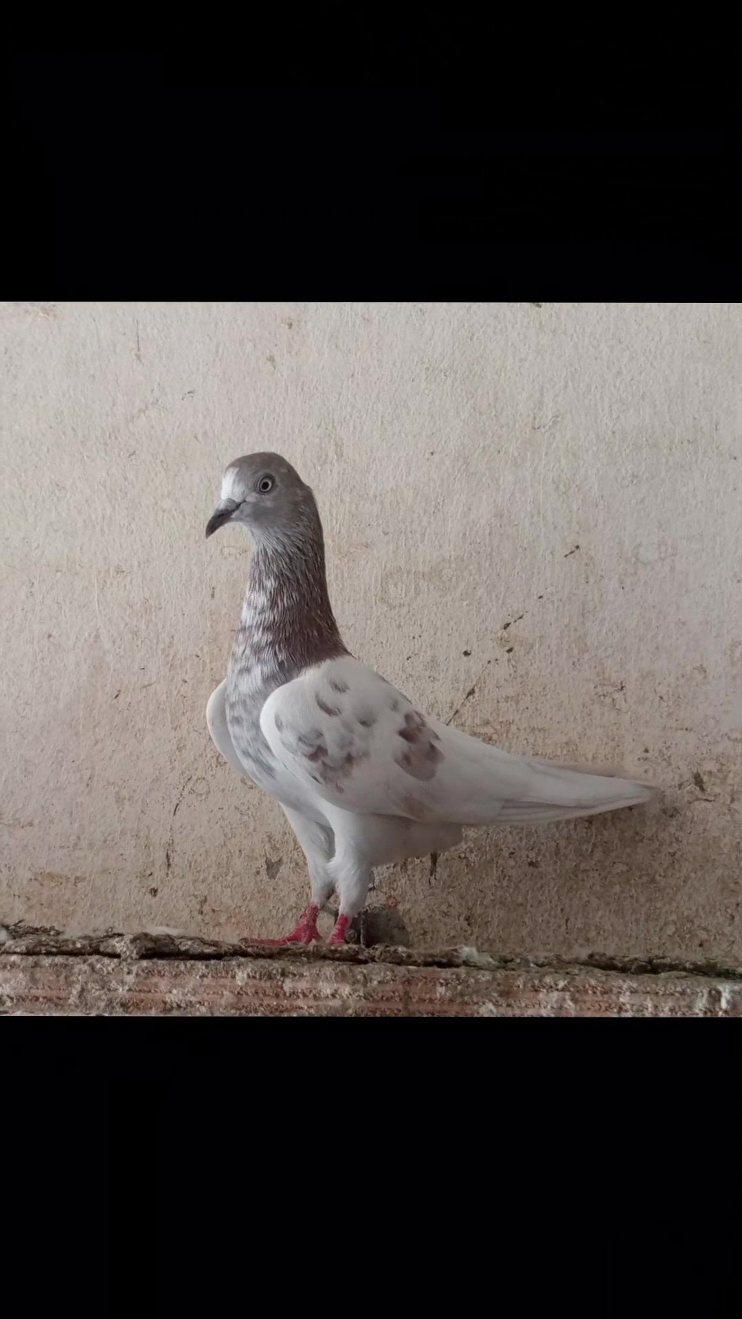 @KABOOTAR PARWAR VLOG