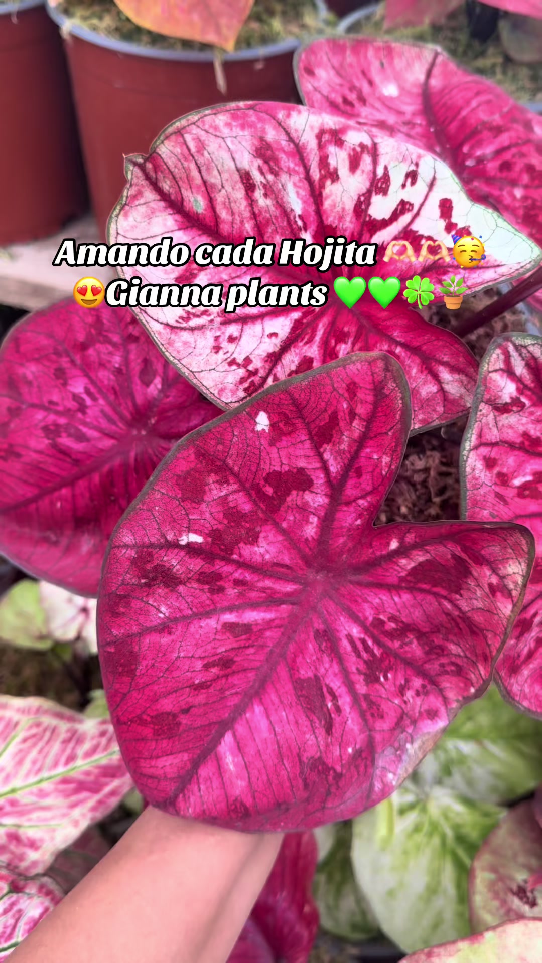 @Gianna.Plants 💚🍀🪴🇵🇪
