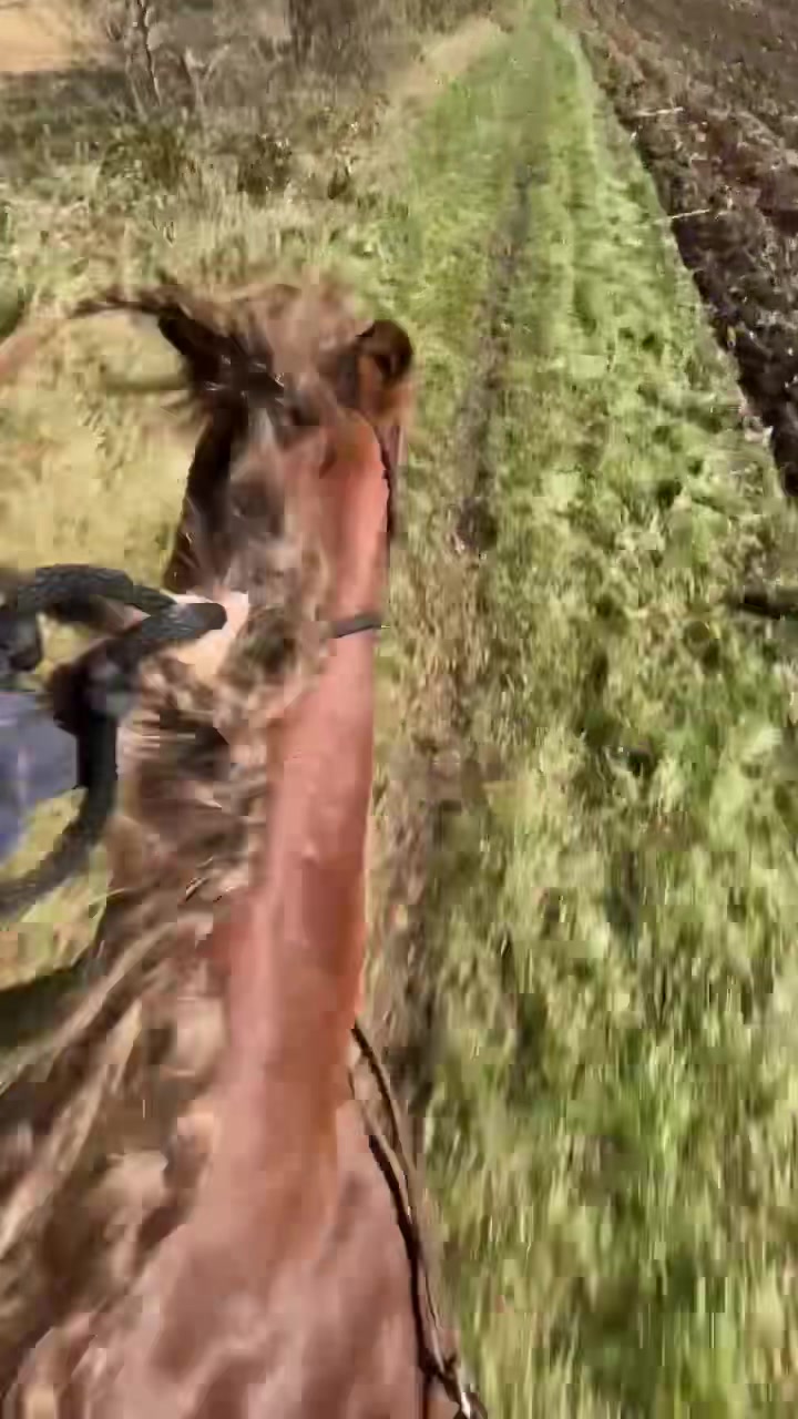@lailah n taz