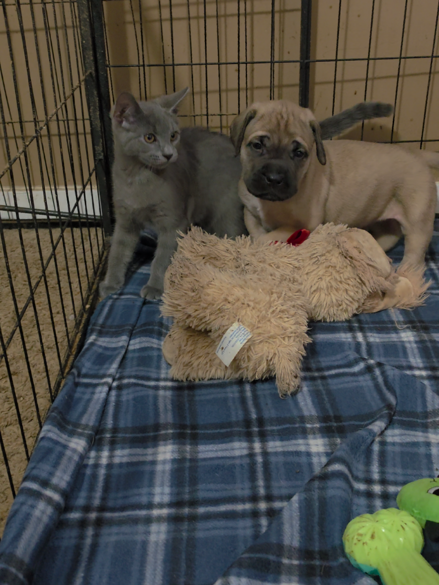 @Big Paw Mastiffs