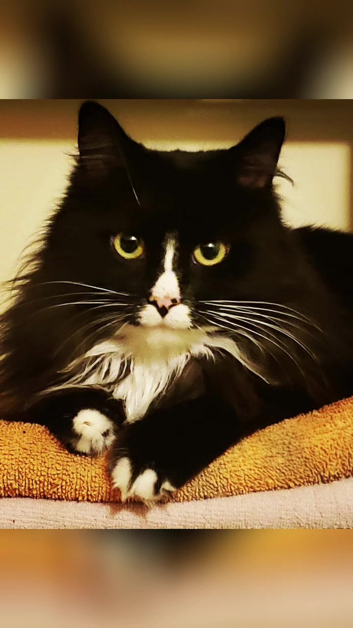 @AtticaTheTuxedoCat