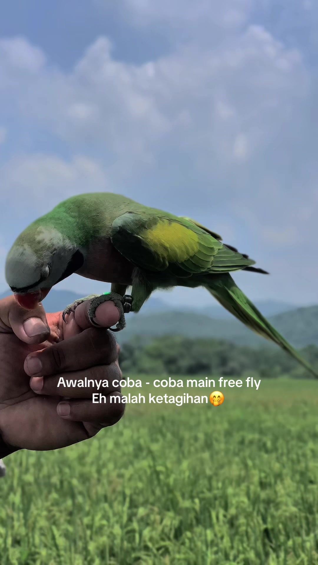 @Seputar Burung Free Fly