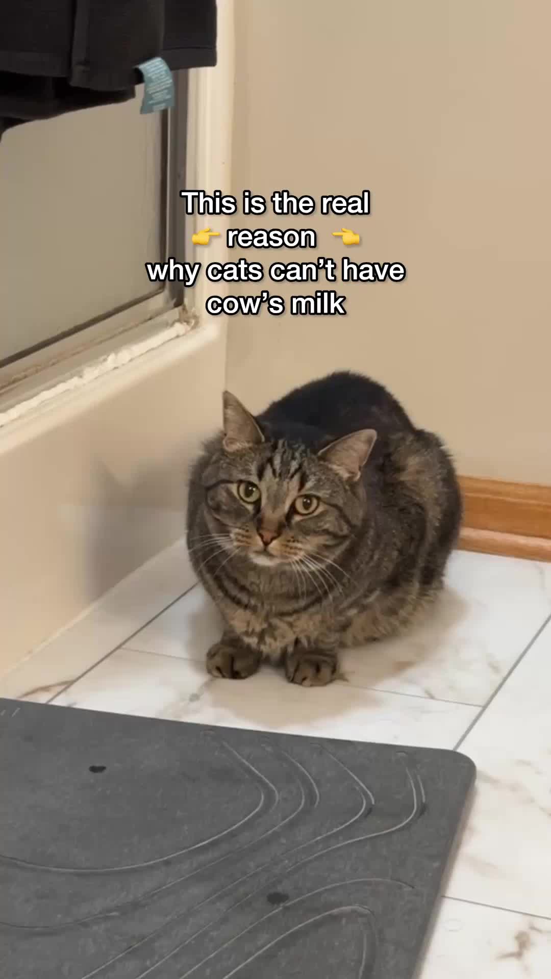 @Chip The Manx