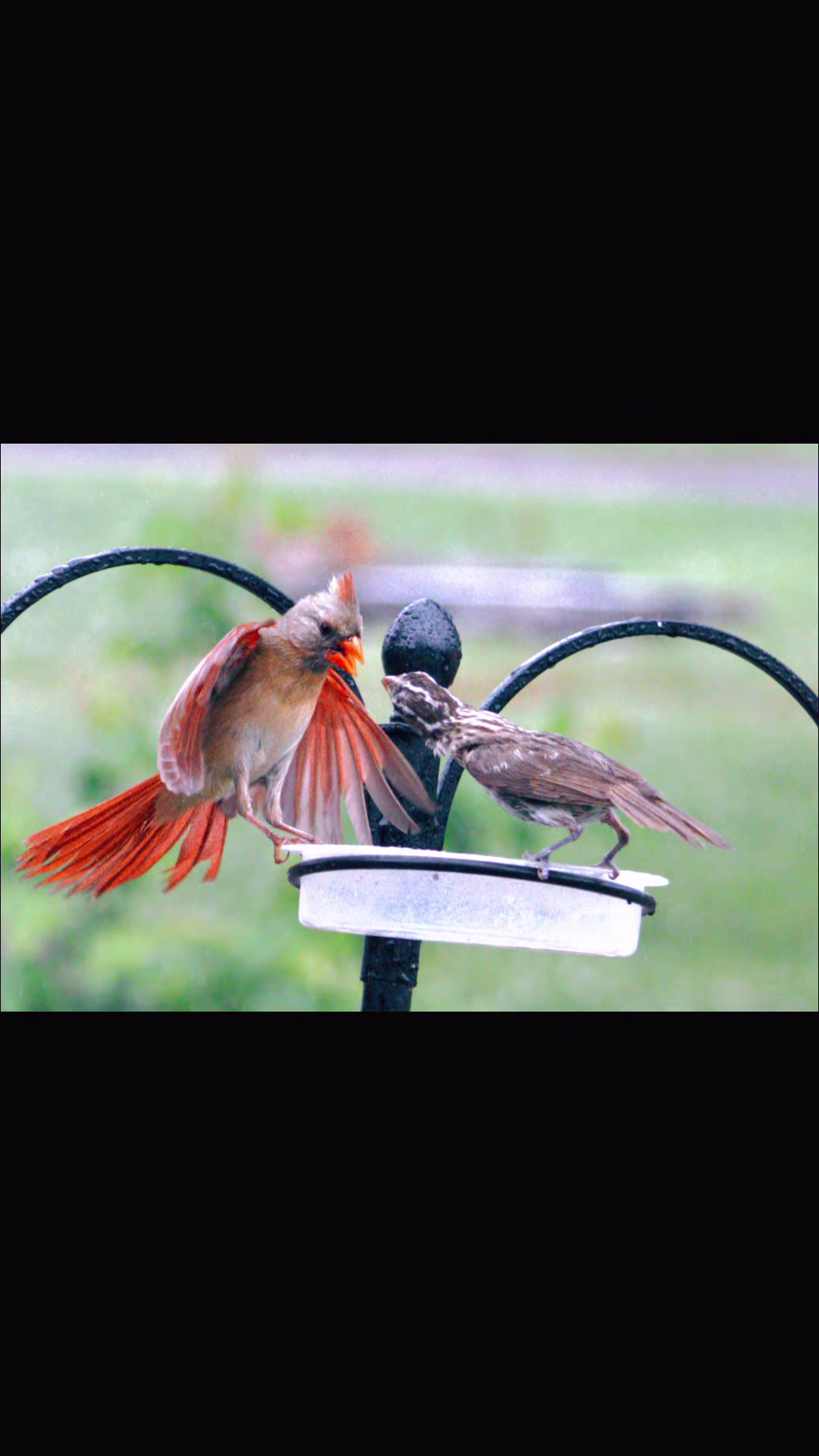 @Naturalist ๐ณ ๐ถโ๏ธ ๐ข ๐ฆโฌ