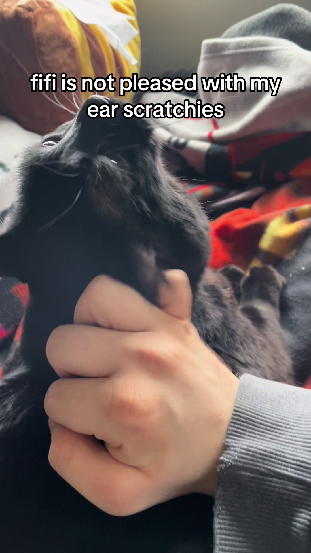 @Fifi La Floof