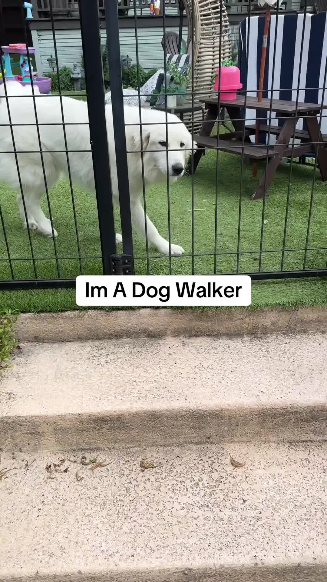 @dallasdogwalker