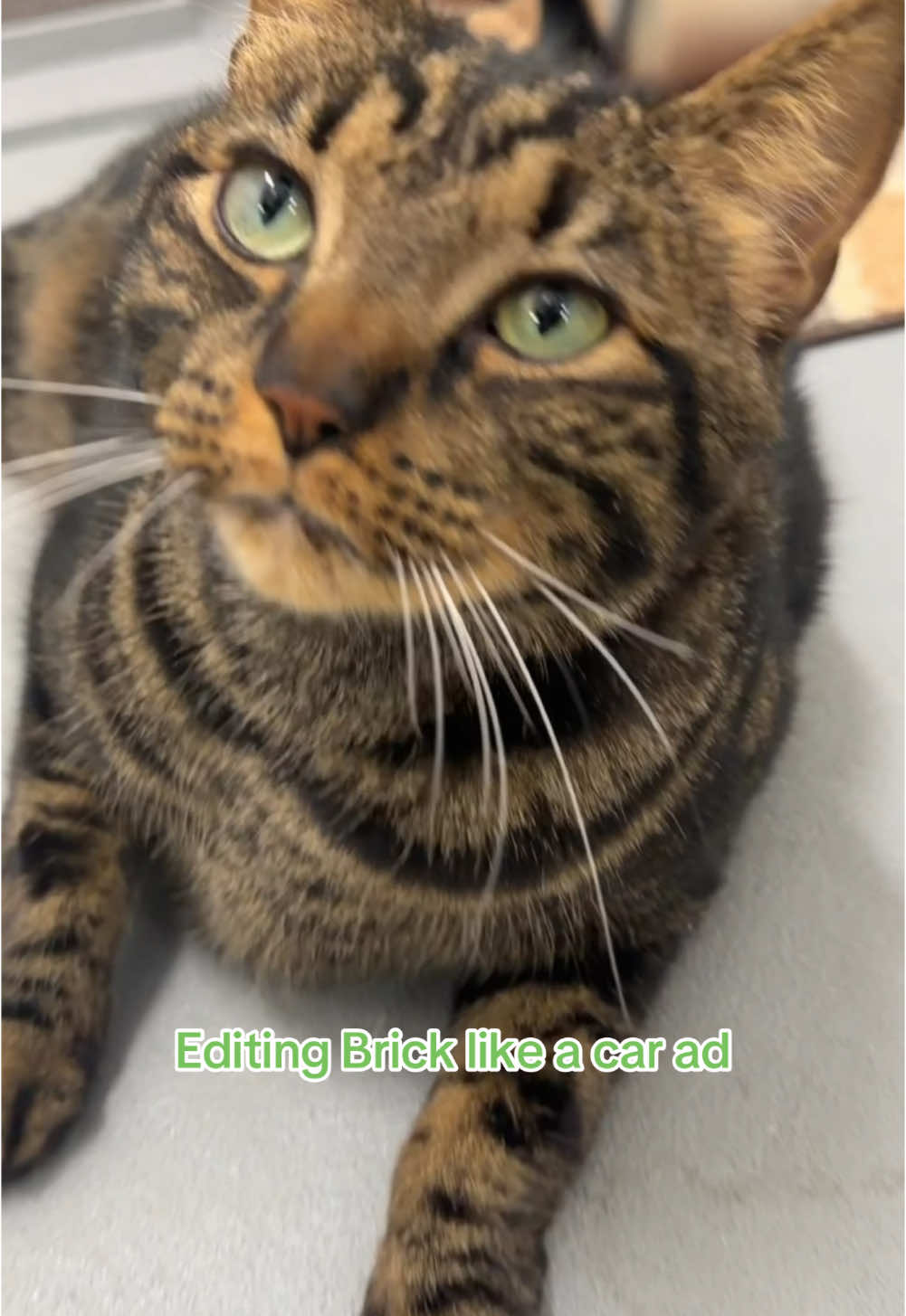 @Friends of Strays