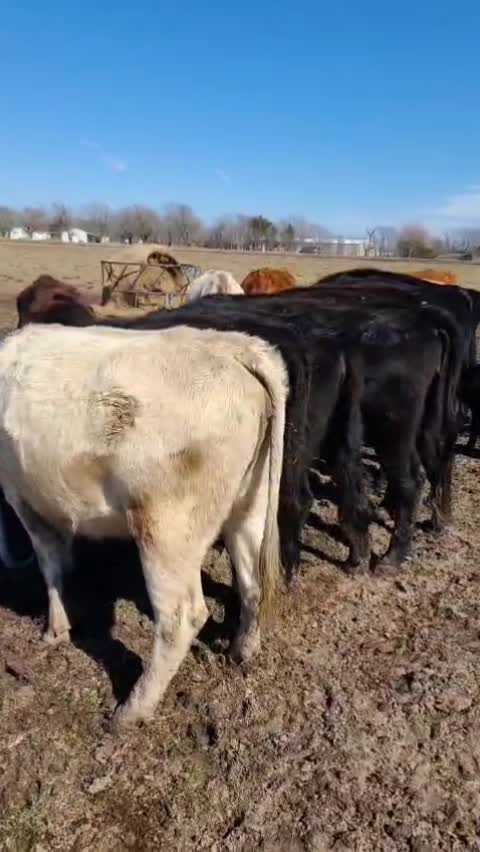 @mayte.famersRanch🐄🐃🐂🐑