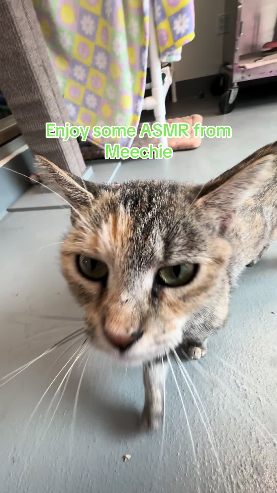 @Friends of Strays