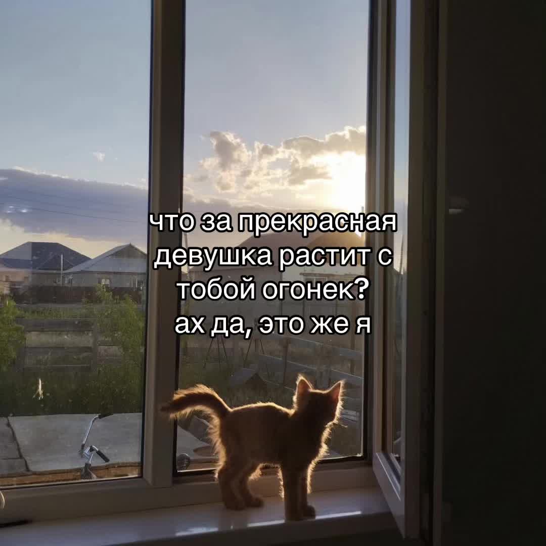 @猫🌸