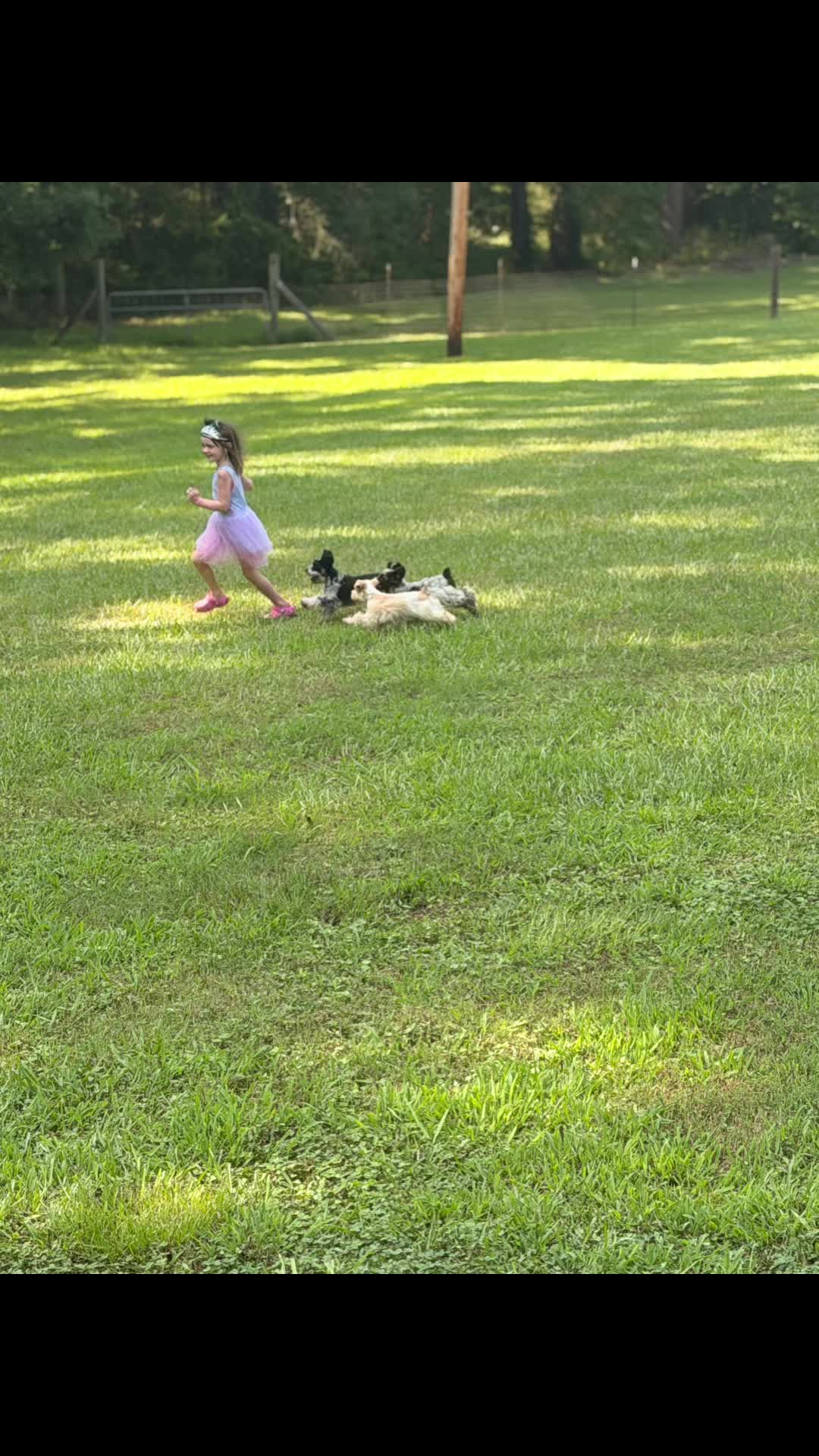 @Black Creek Kennels Schnauzers