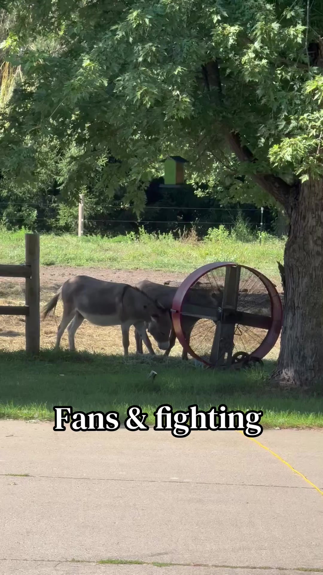@Safe Place Pastures, Inc.
