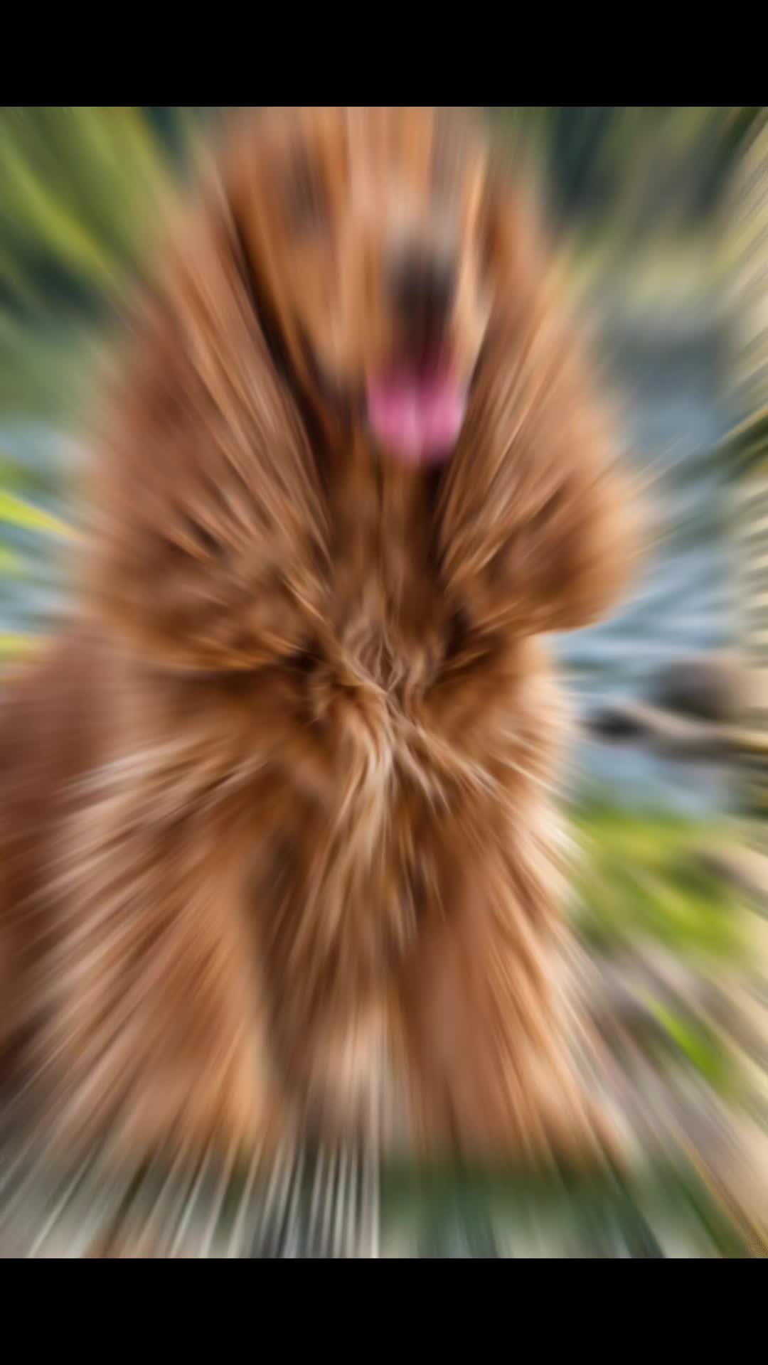 @FlemGang Bully Kennel๐๐พ๐โจ