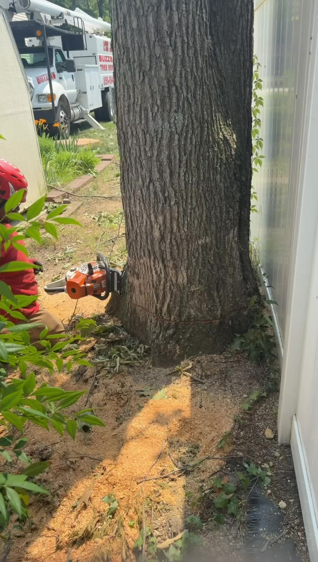 @Buzzsawtrees