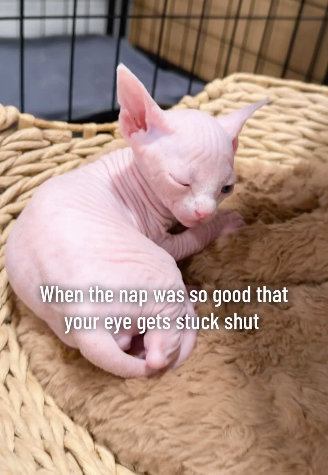 @Boba’s Buds Minskin Cats