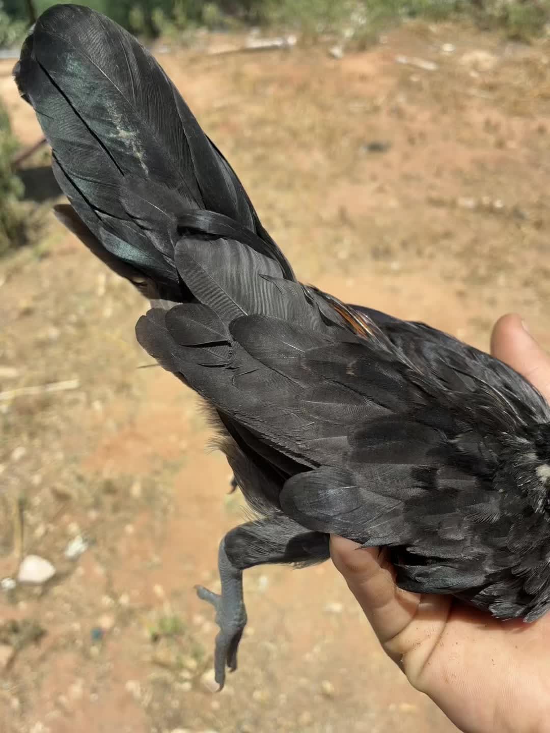 @FARMING.MM56